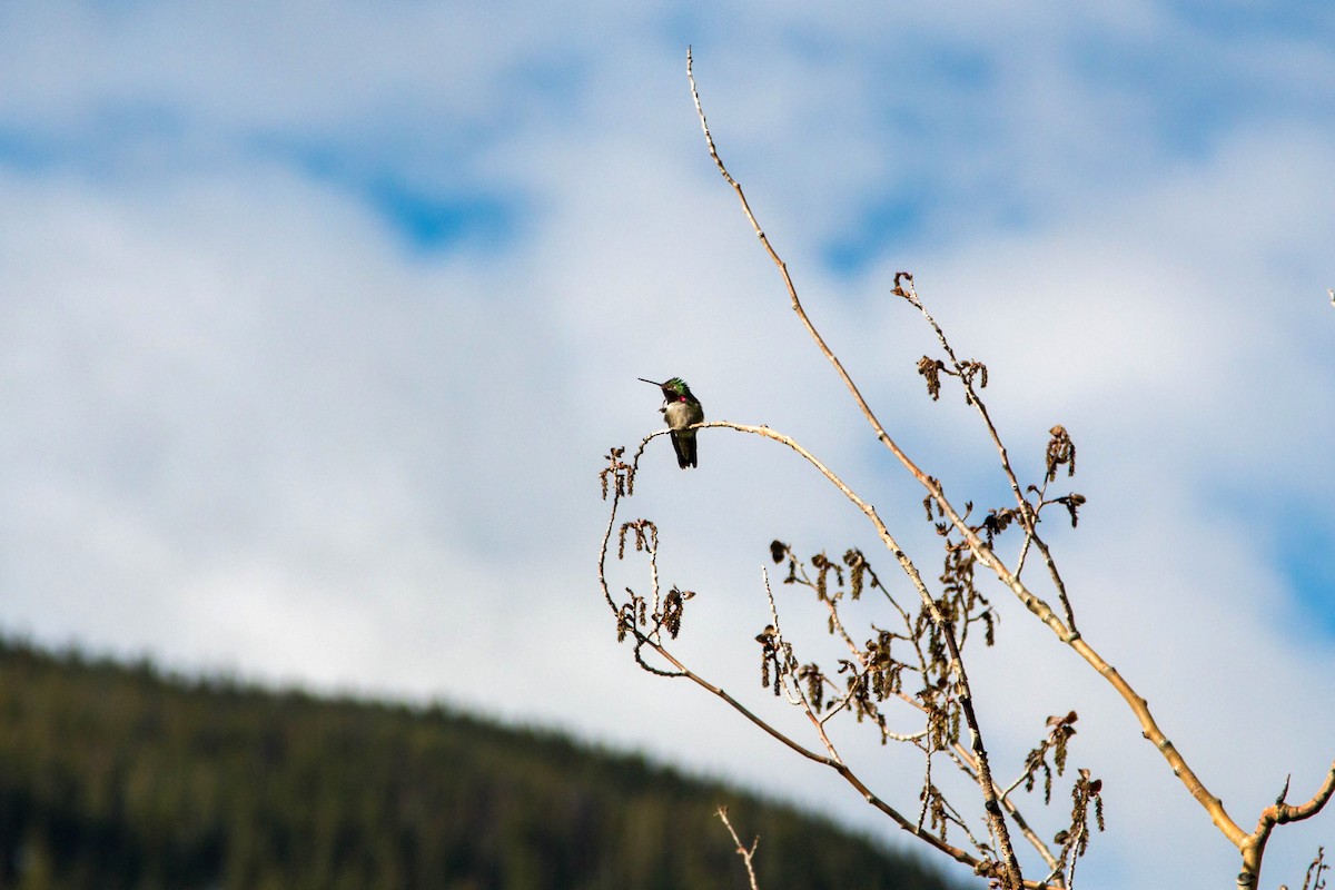 Broad-tailed Hummingbird - ML620520234