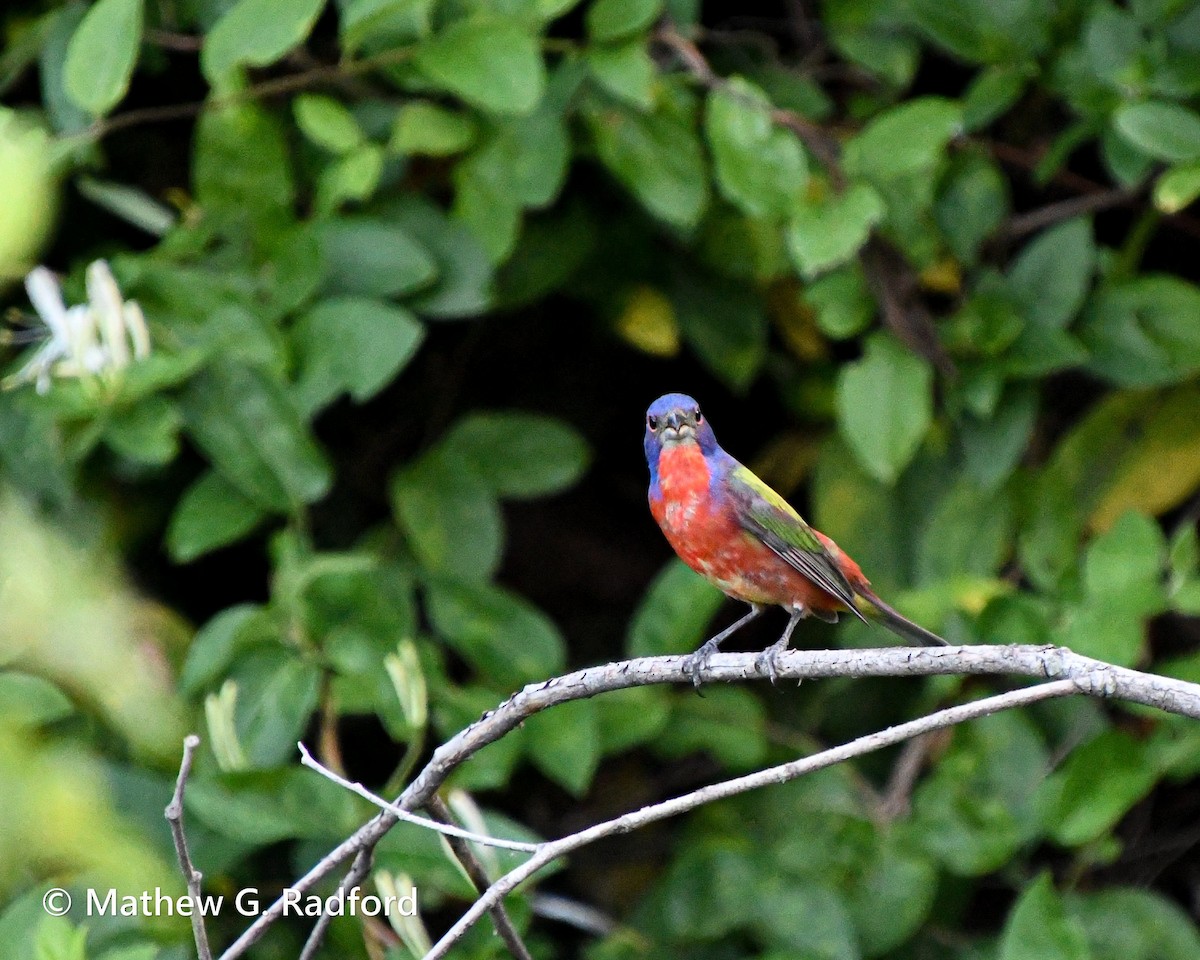 Painted Bunting - ML620520237