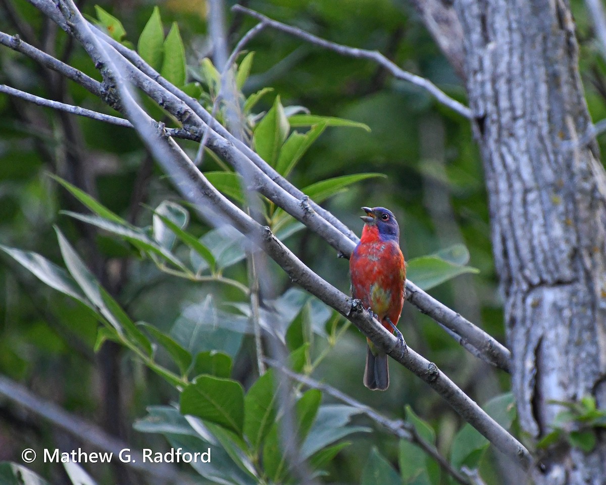 Painted Bunting - ML620520238