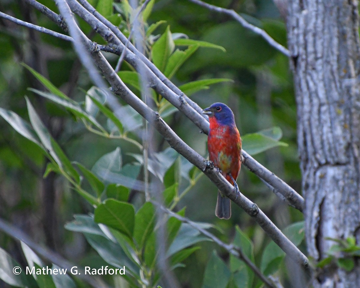 Painted Bunting - ML620520239