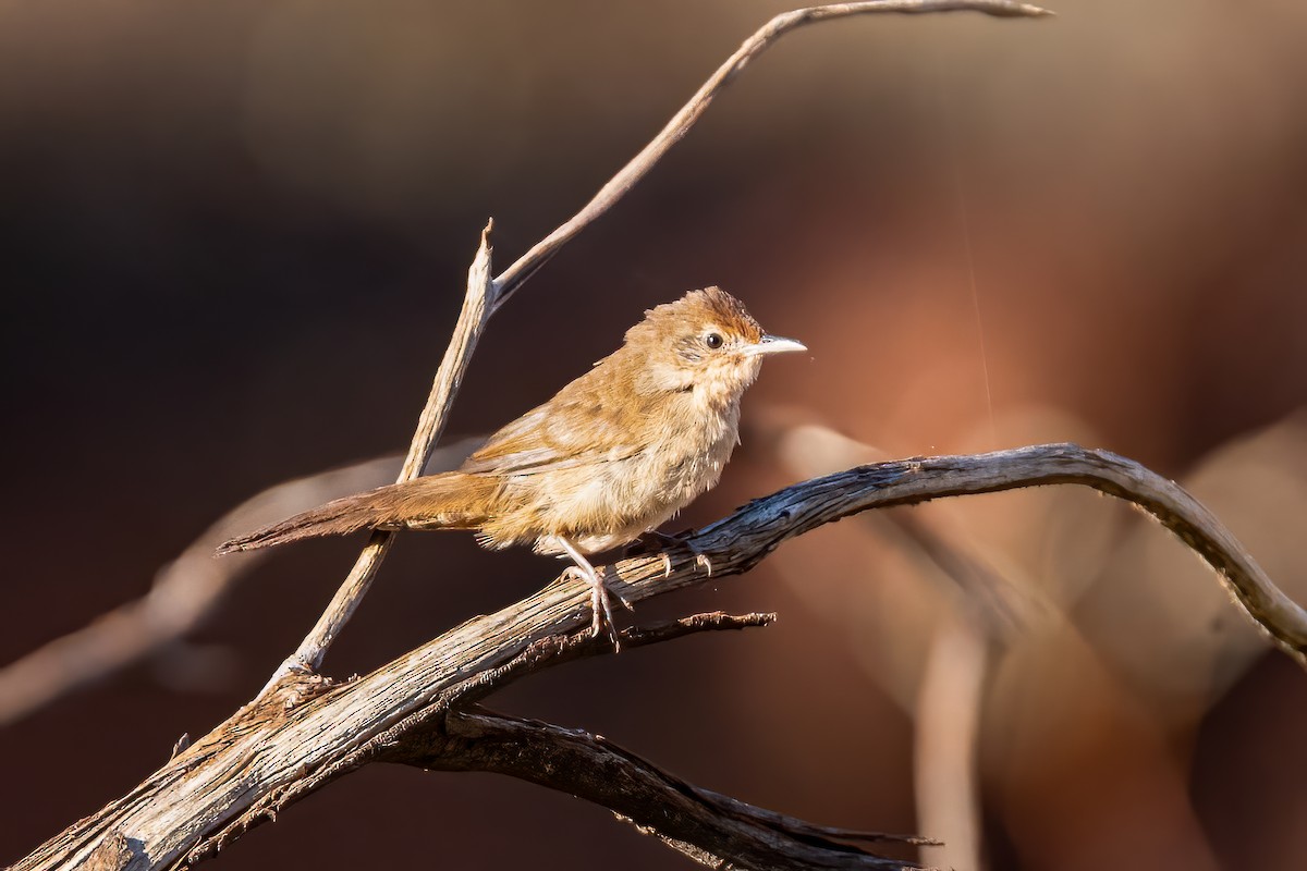 Mégalure du spinifex - ML620520240