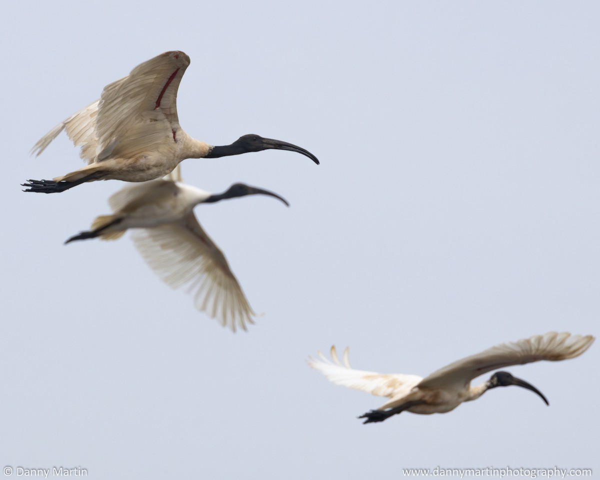 Black-headed Ibis - ML620520245