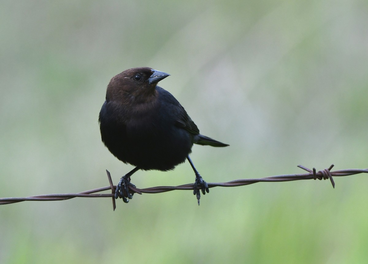 Brown-headed Cowbird - ML620520251