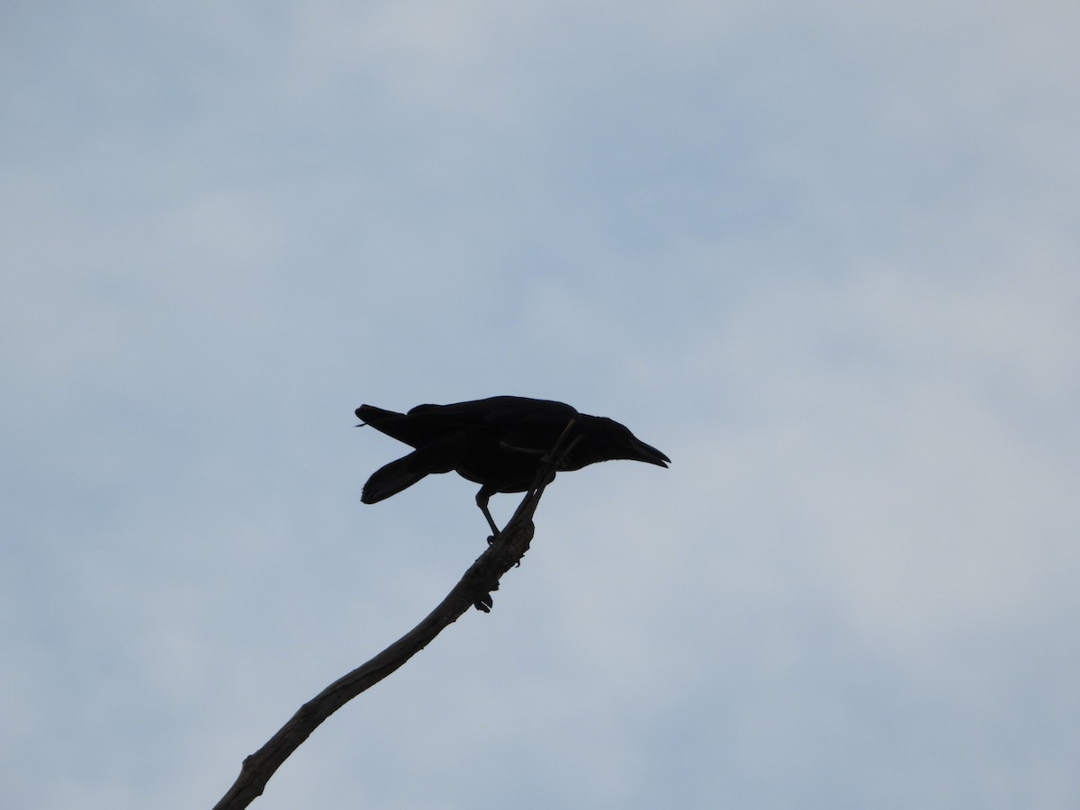 Large-billed Crow - ML620520257