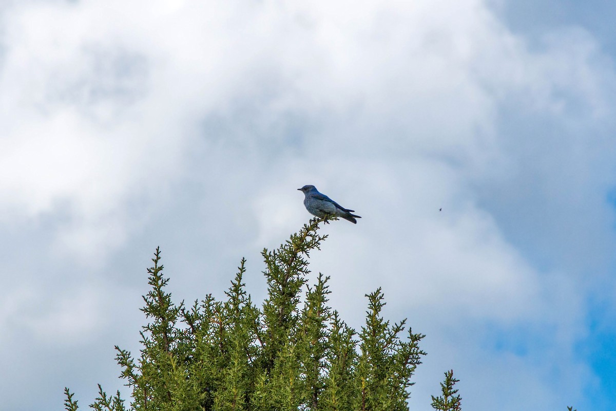 Mountain Bluebird - ML620520281