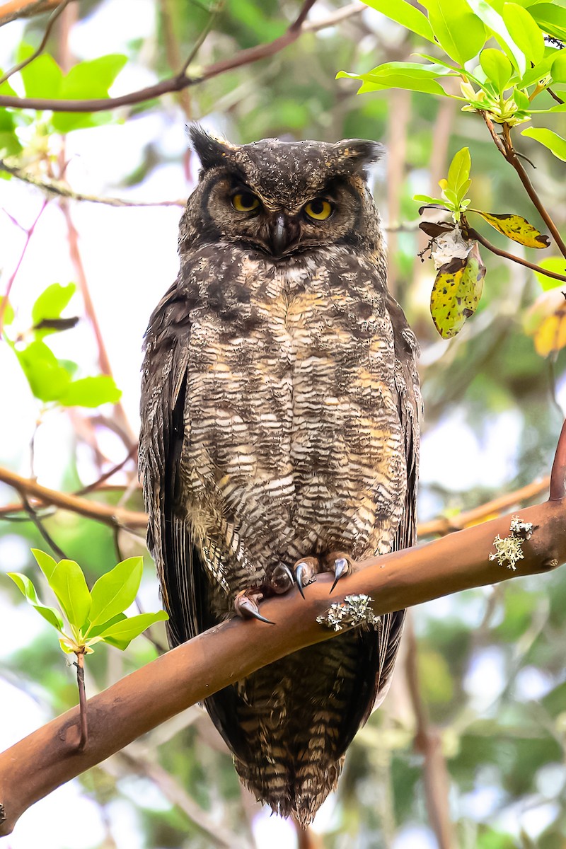 Great Horned Owl - ML620520284