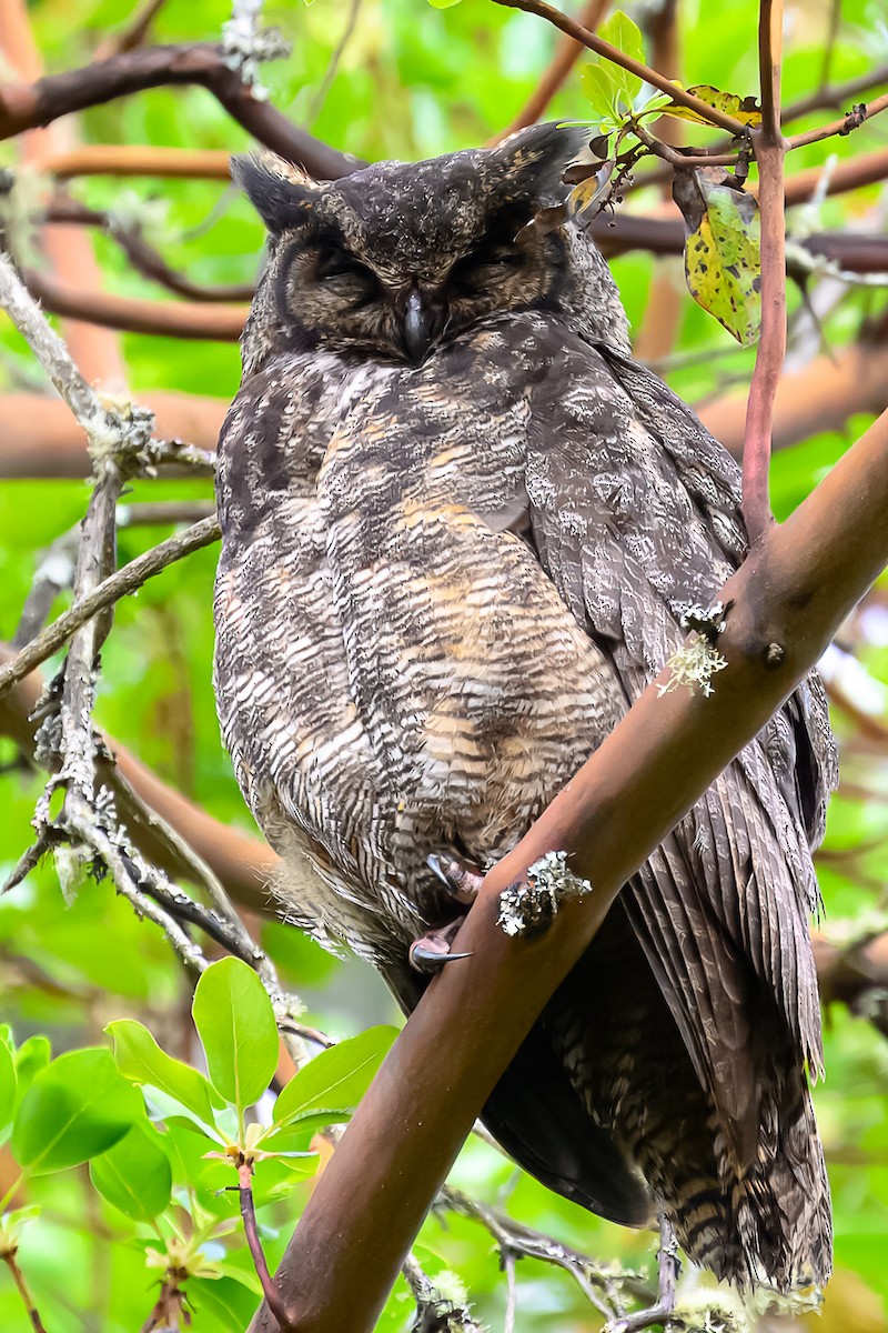 Great Horned Owl - ML620520285