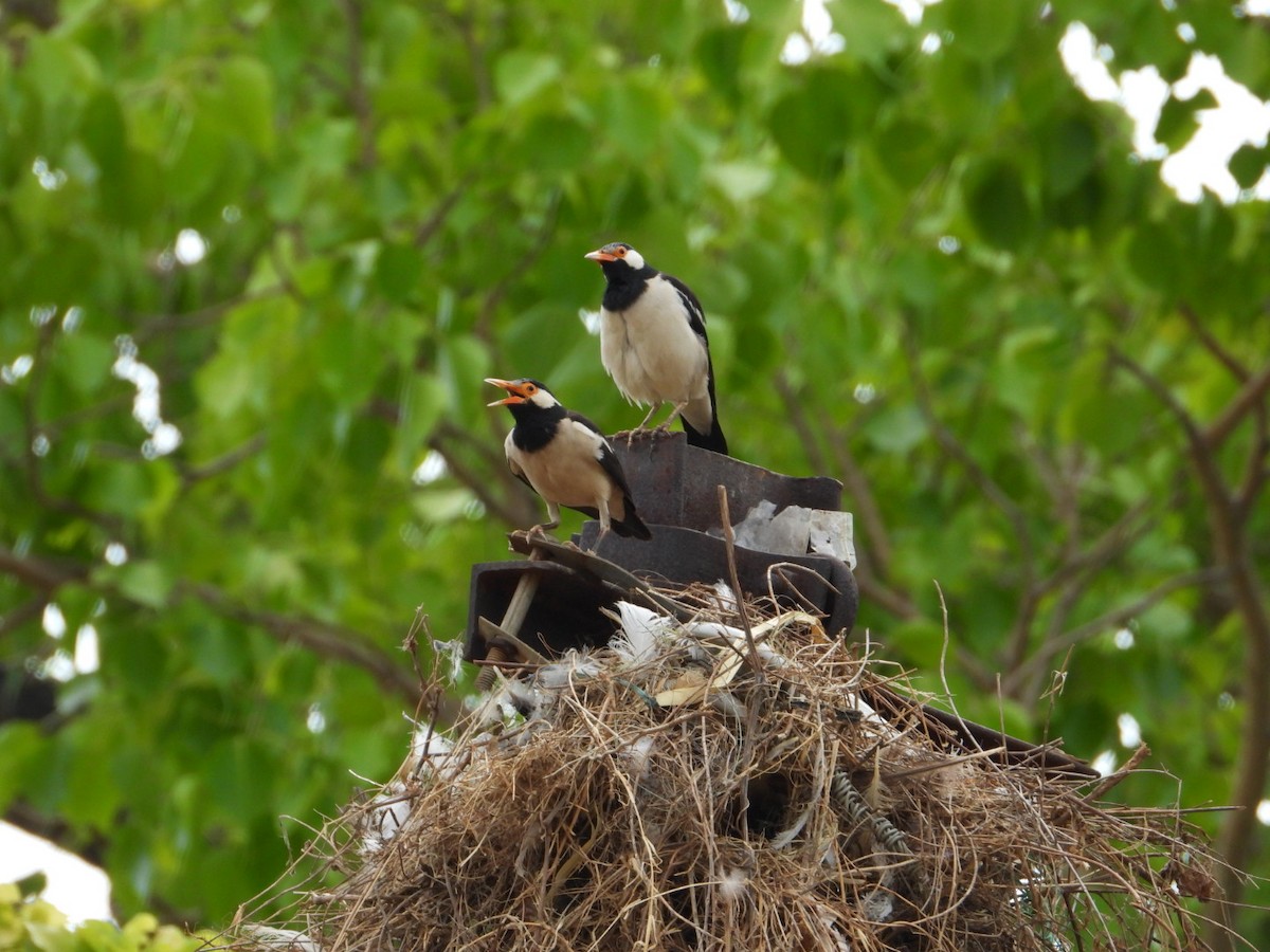 Indian Pied Starling - VANDANA MOON