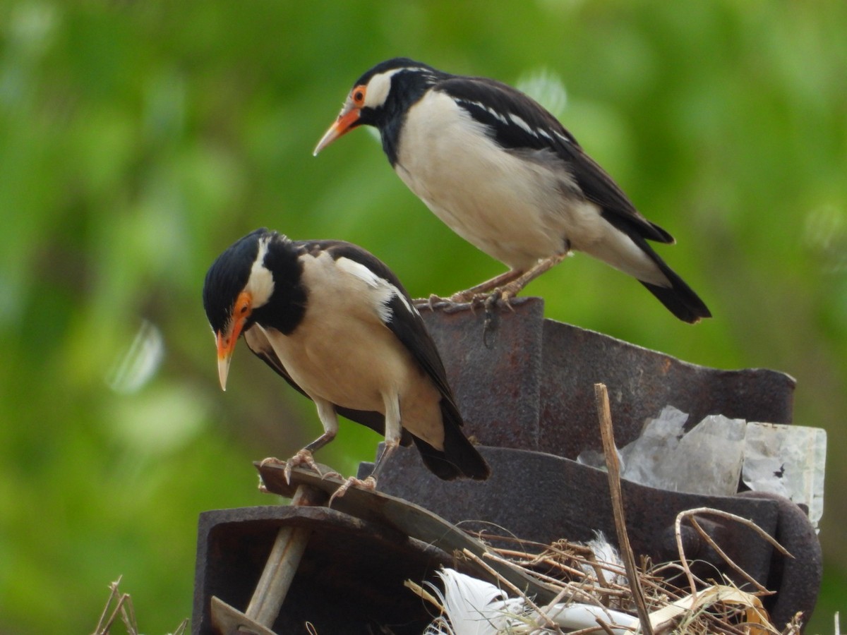 Indian Pied Starling - ML620520288