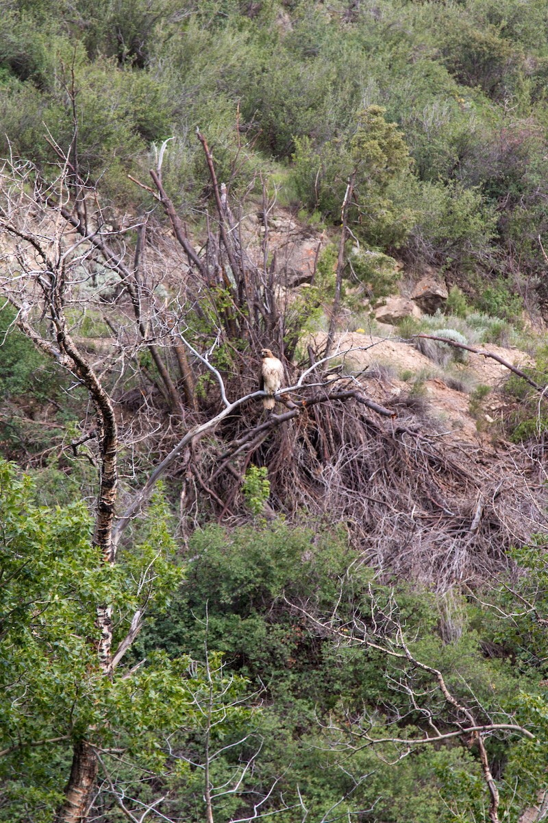 Red-tailed Hawk - ML620520290