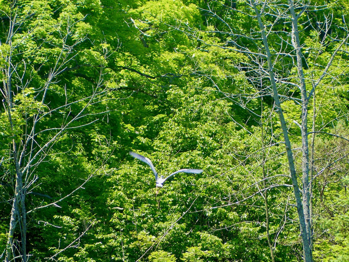 Great Blue Heron - ML620520291