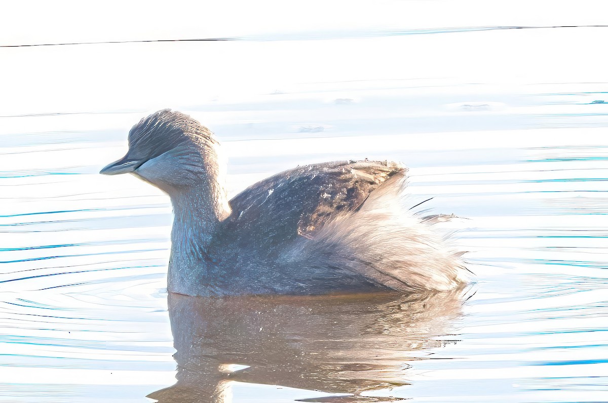 Hoary-headed Grebe - ML620520292