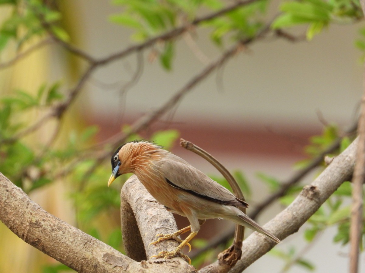 Brahminy Starling - ML620520294