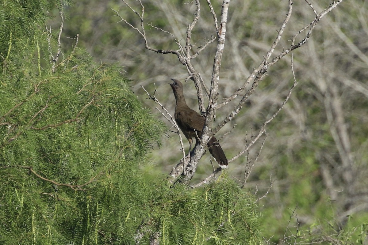 Chachalaca Norteña - ML620520299