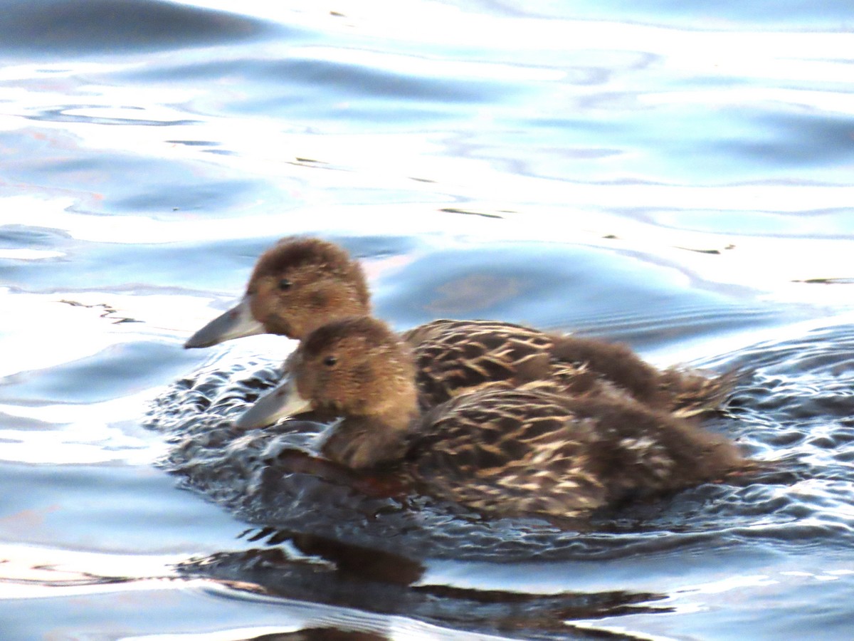 Northern Pintail - ML620520302