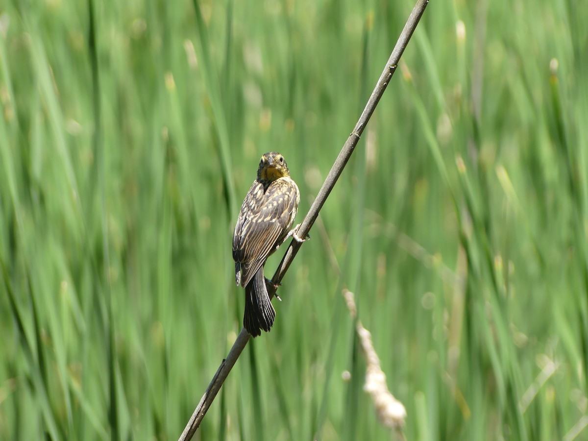 Red-winged Blackbird - ML620520304