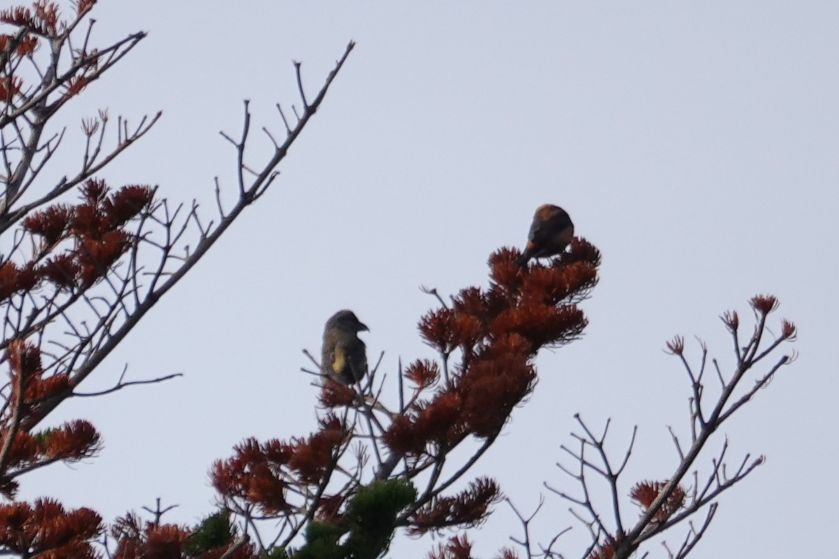 Red Crossbill (Japanese) - ML620520305