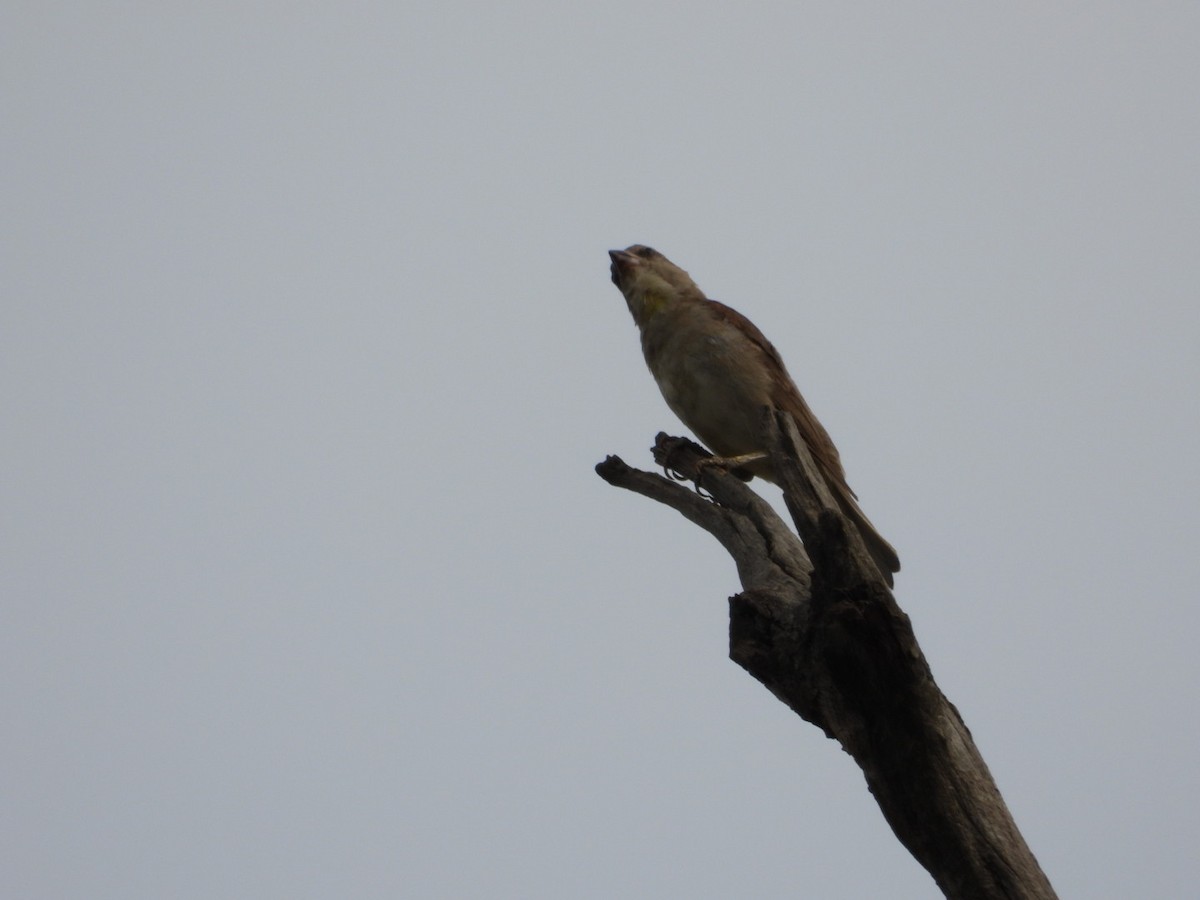 Yellow-throated Sparrow - ML620520306