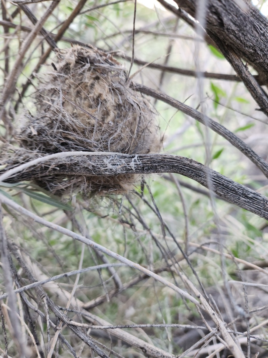 Black-tailed Gnatcatcher - ML620520309