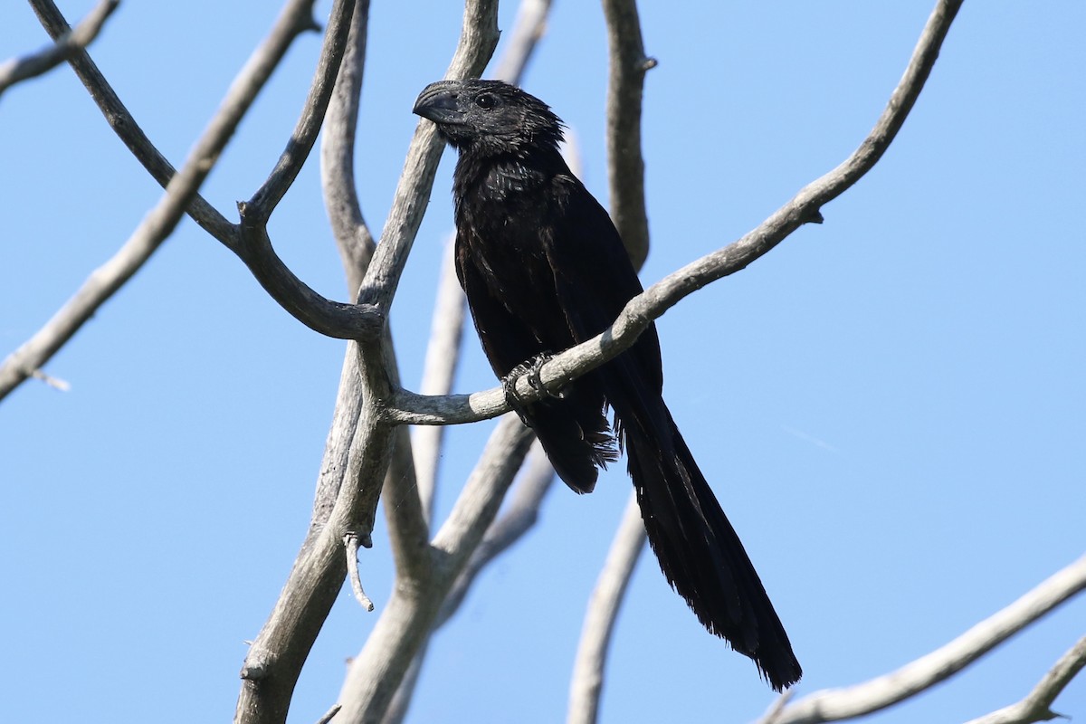 Groove-billed Ani - Willy Hutcheson