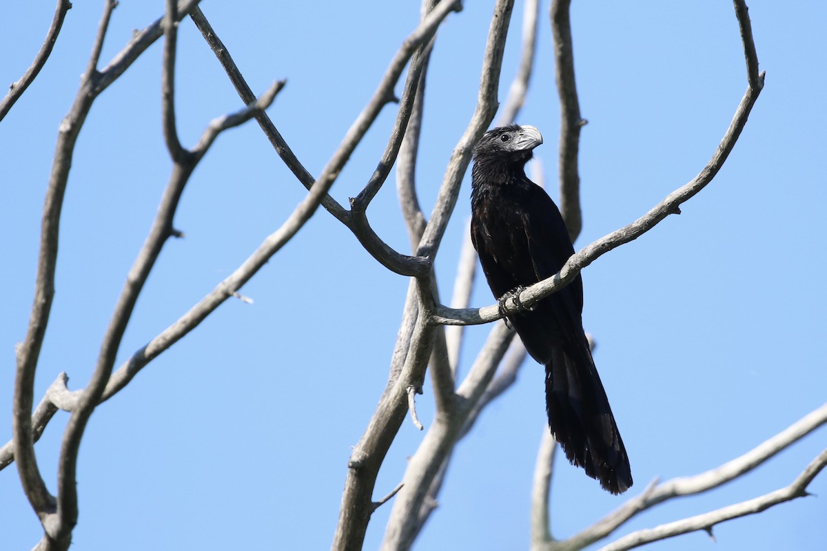 Groove-billed Ani - ML620520311