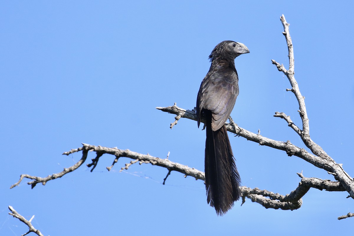 Groove-billed Ani - ML620520312