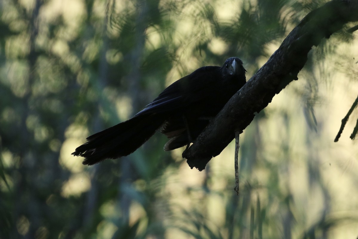 Groove-billed Ani - ML620520313