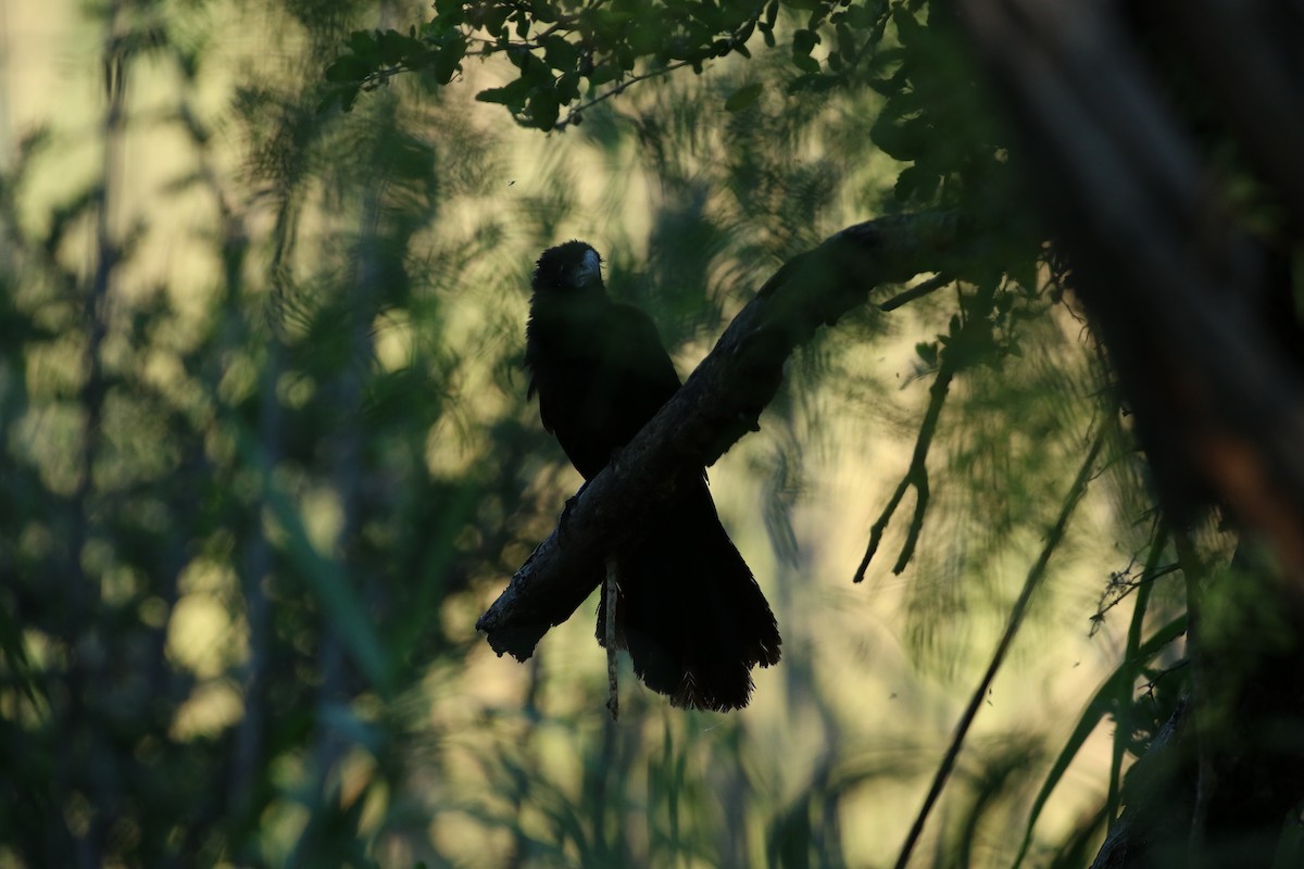 Groove-billed Ani - Willy Hutcheson