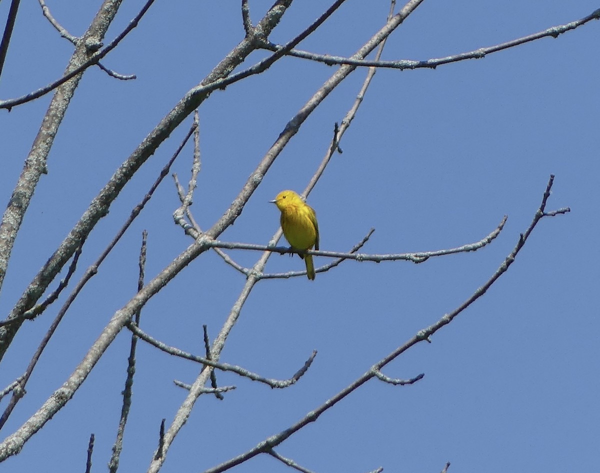 Yellow Warbler - ML620520315