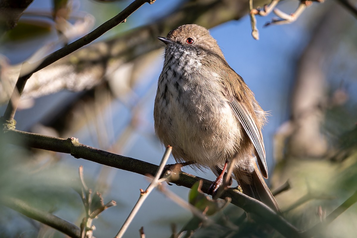 Brown Thornbill - ML620520321