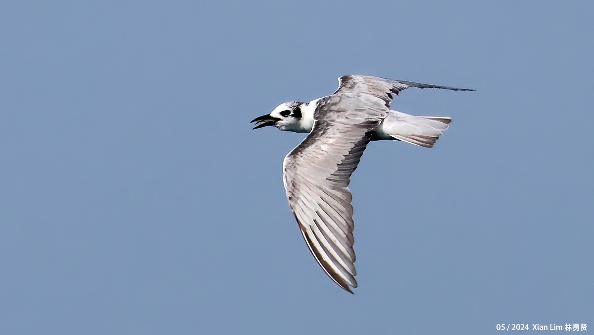 White-winged Tern - ML620520331