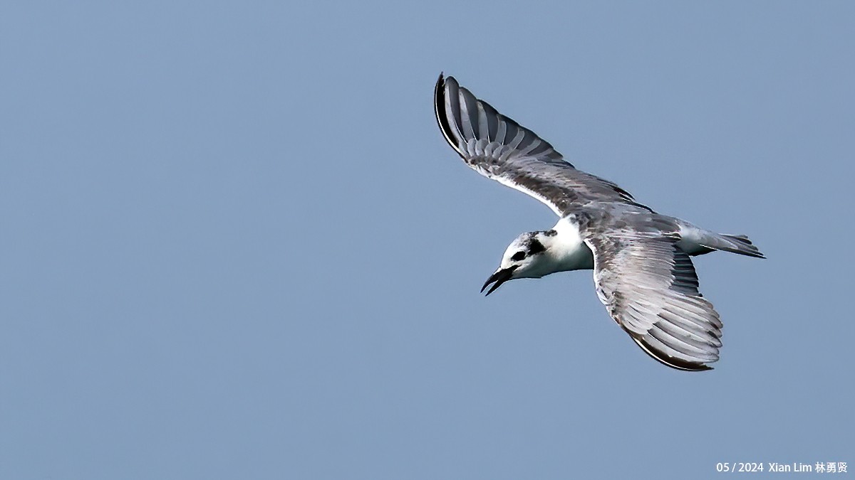 White-winged Tern - ML620520332