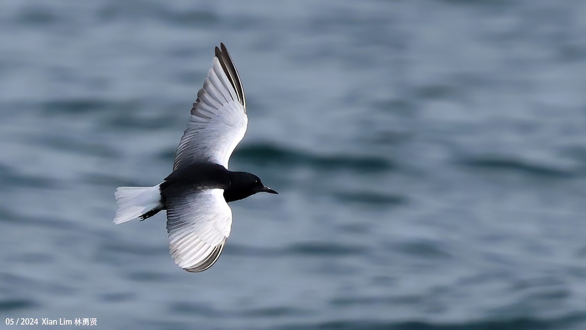 White-winged Tern - ML620520333