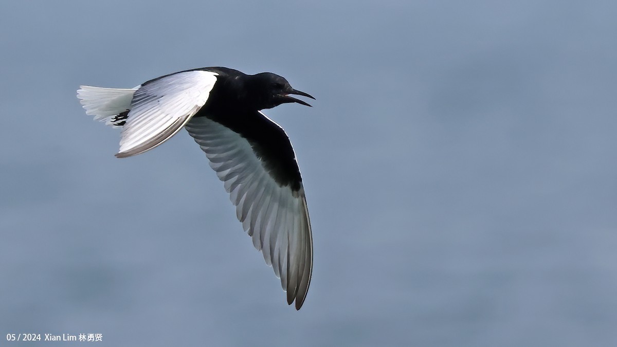 White-winged Tern - ML620520334