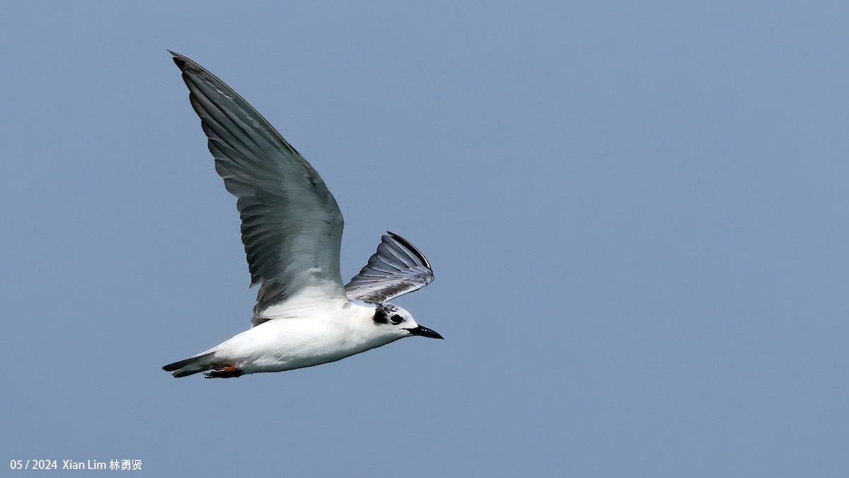 White-winged Tern - ML620520335