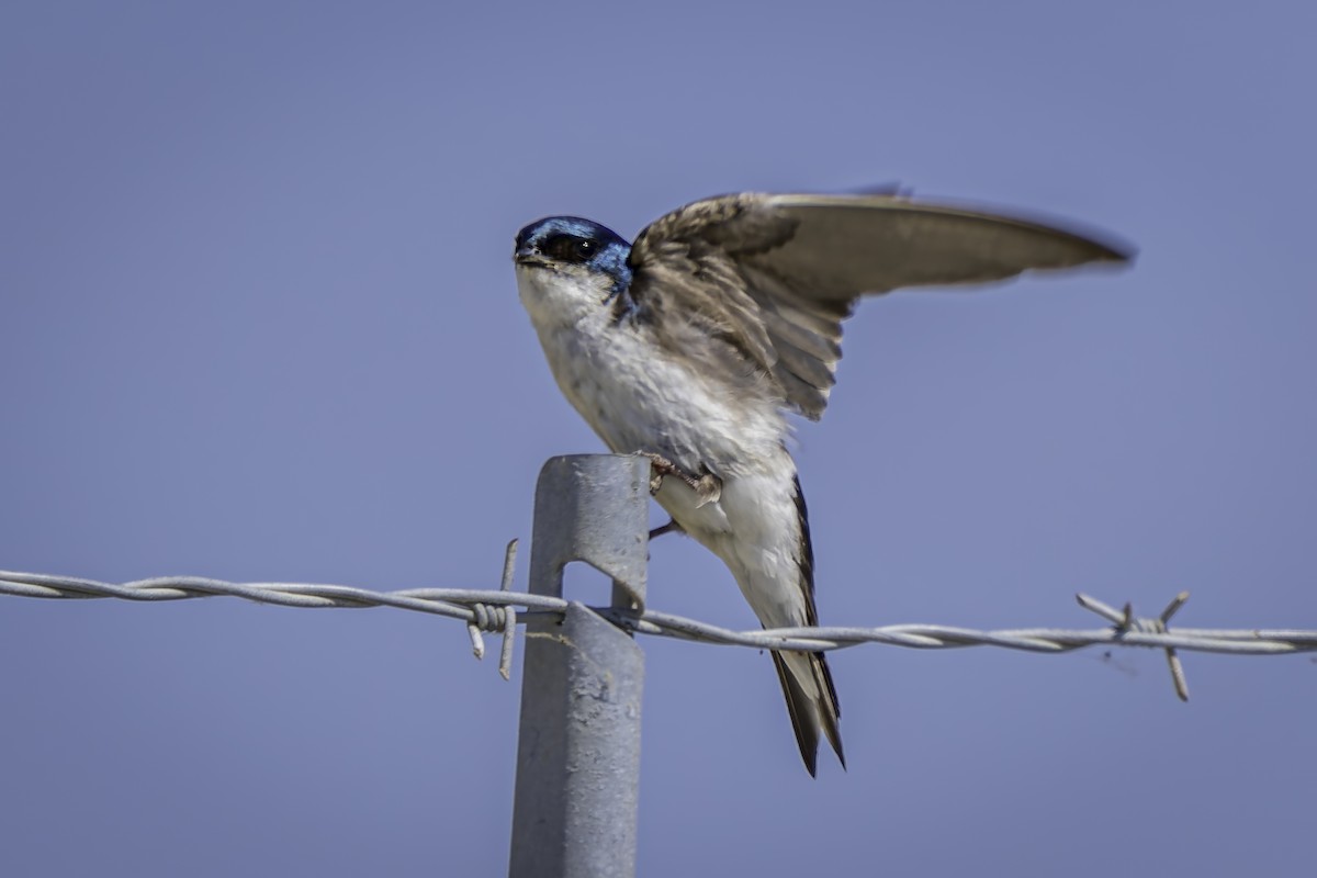 Golondrina Bicolor - ML620520337