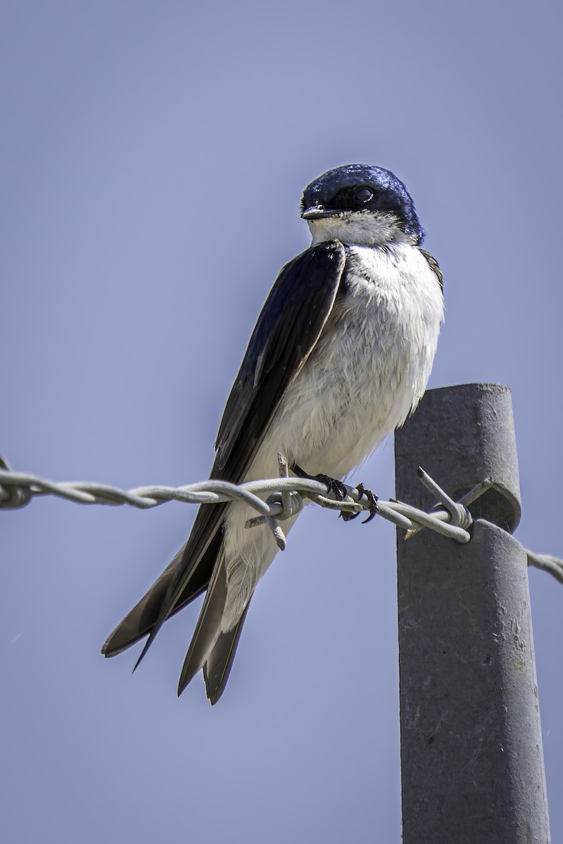 Tree Swallow - ML620520338