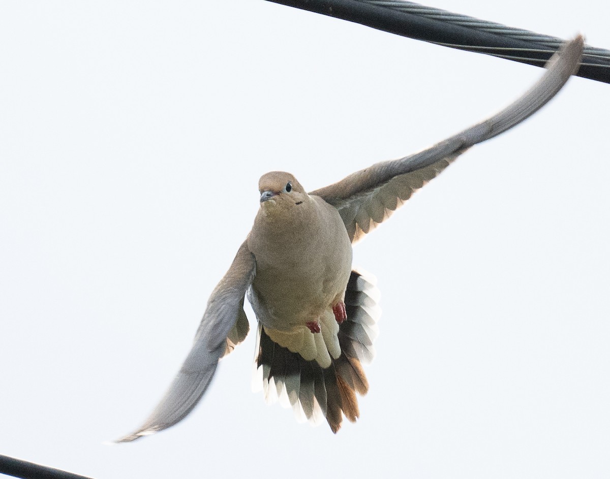 Mourning Dove - ML620520339