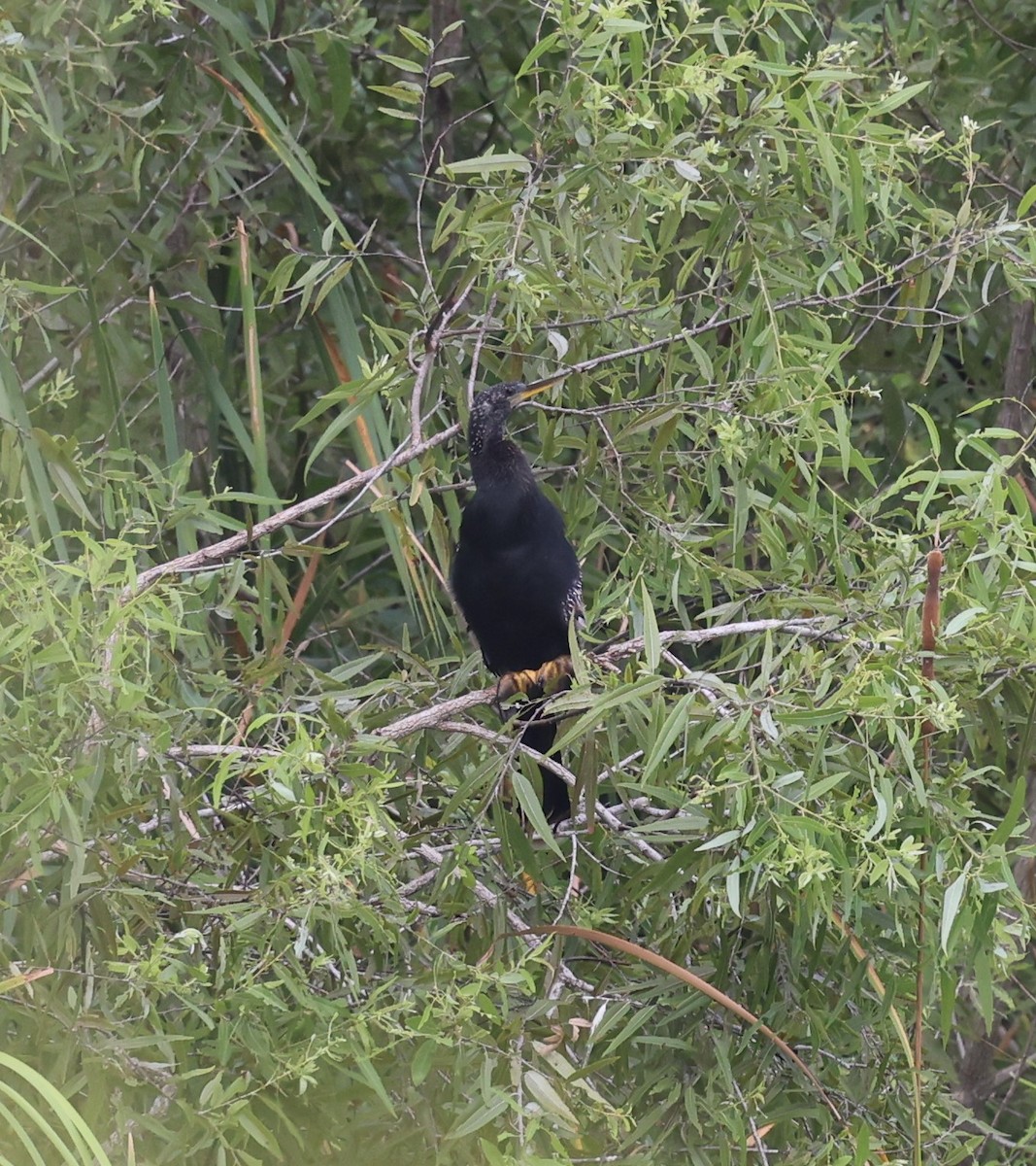 Amerika-Schlangenhalsvogel - ML620520342