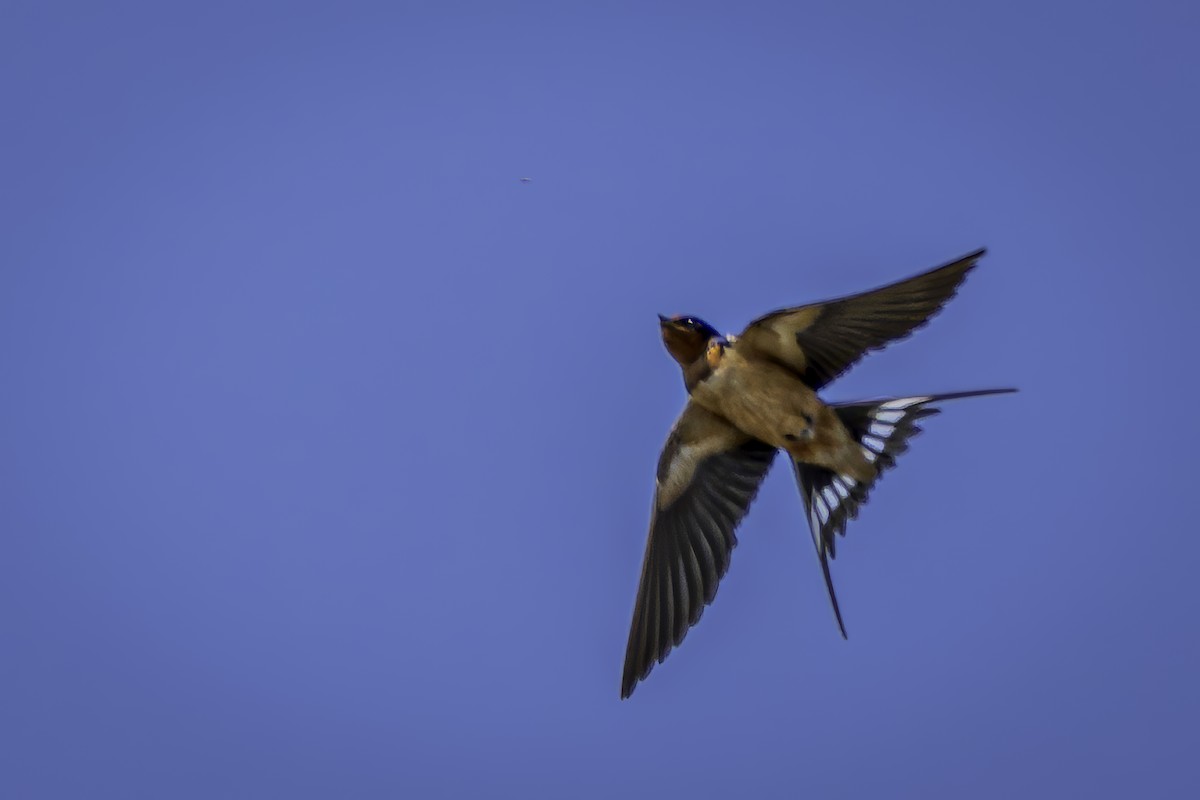 Barn Swallow - ML620520344