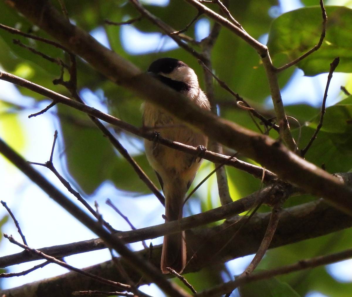 Carolina Chickadee - ML620520345