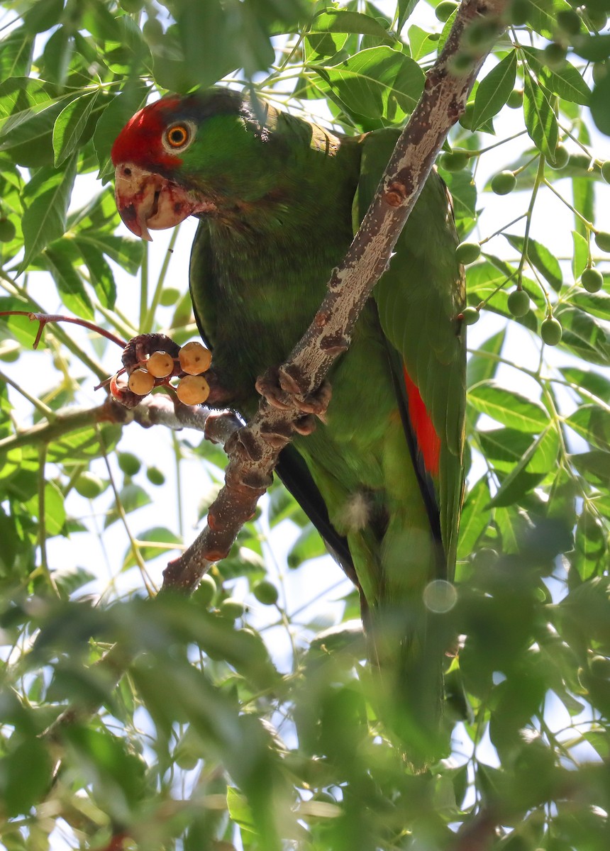 Red-crowned Parrot - ML620520346