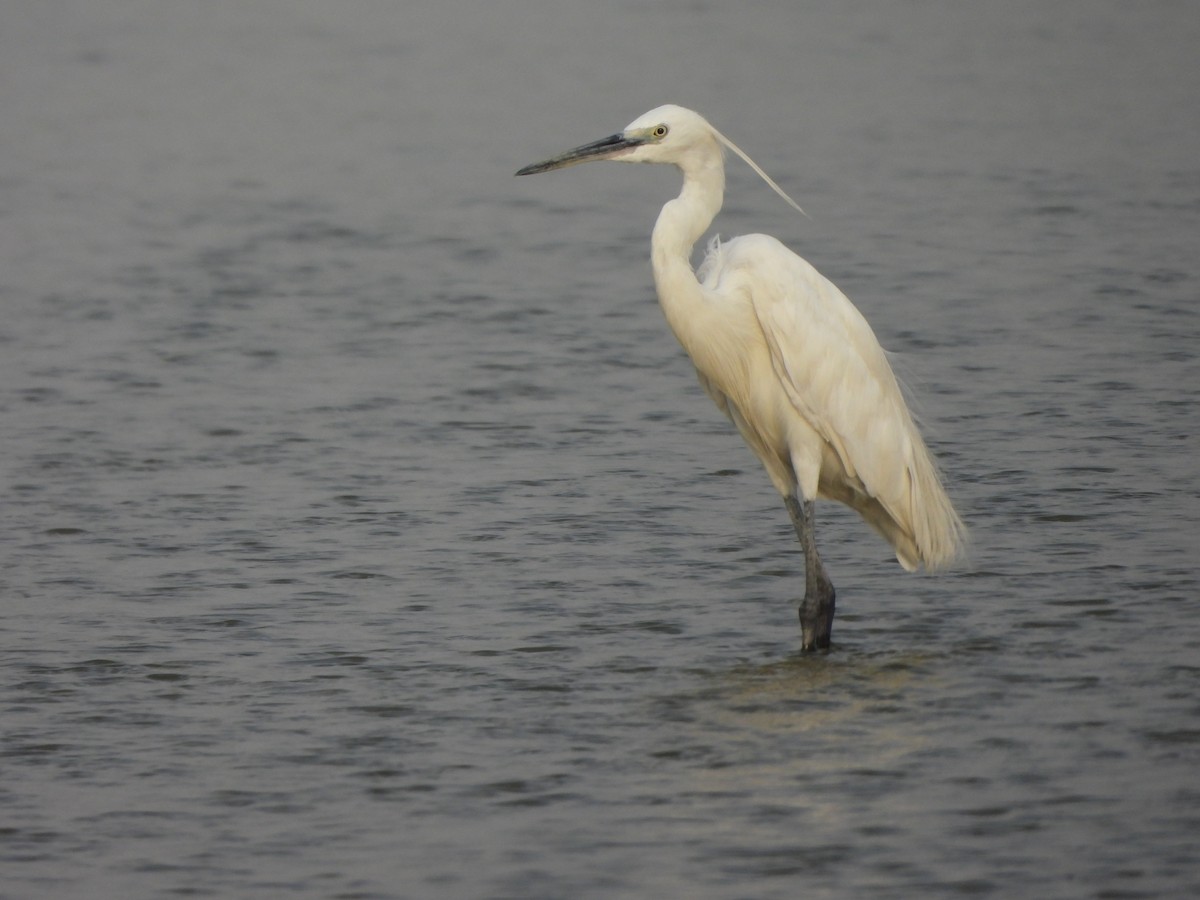 Little Egret - ML620520347