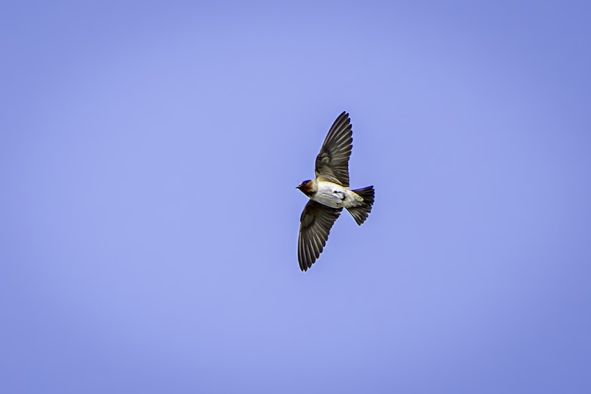 Cliff Swallow - ML620520348