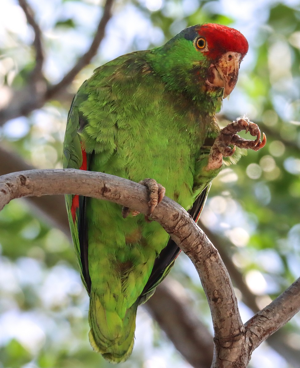 Red-crowned Parrot - ML620520350