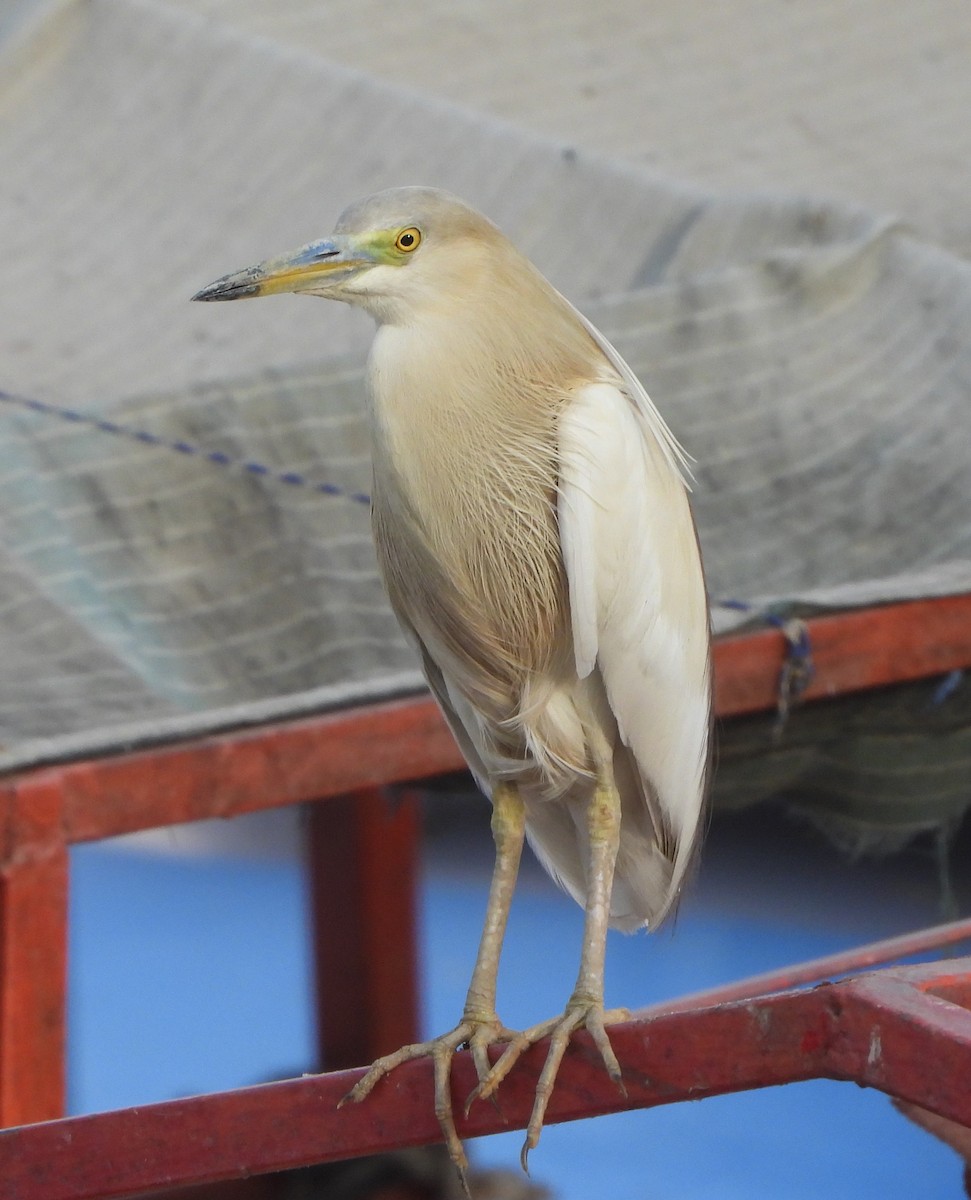 Indian Pond-Heron - Prof Chandan Singh Dalawat