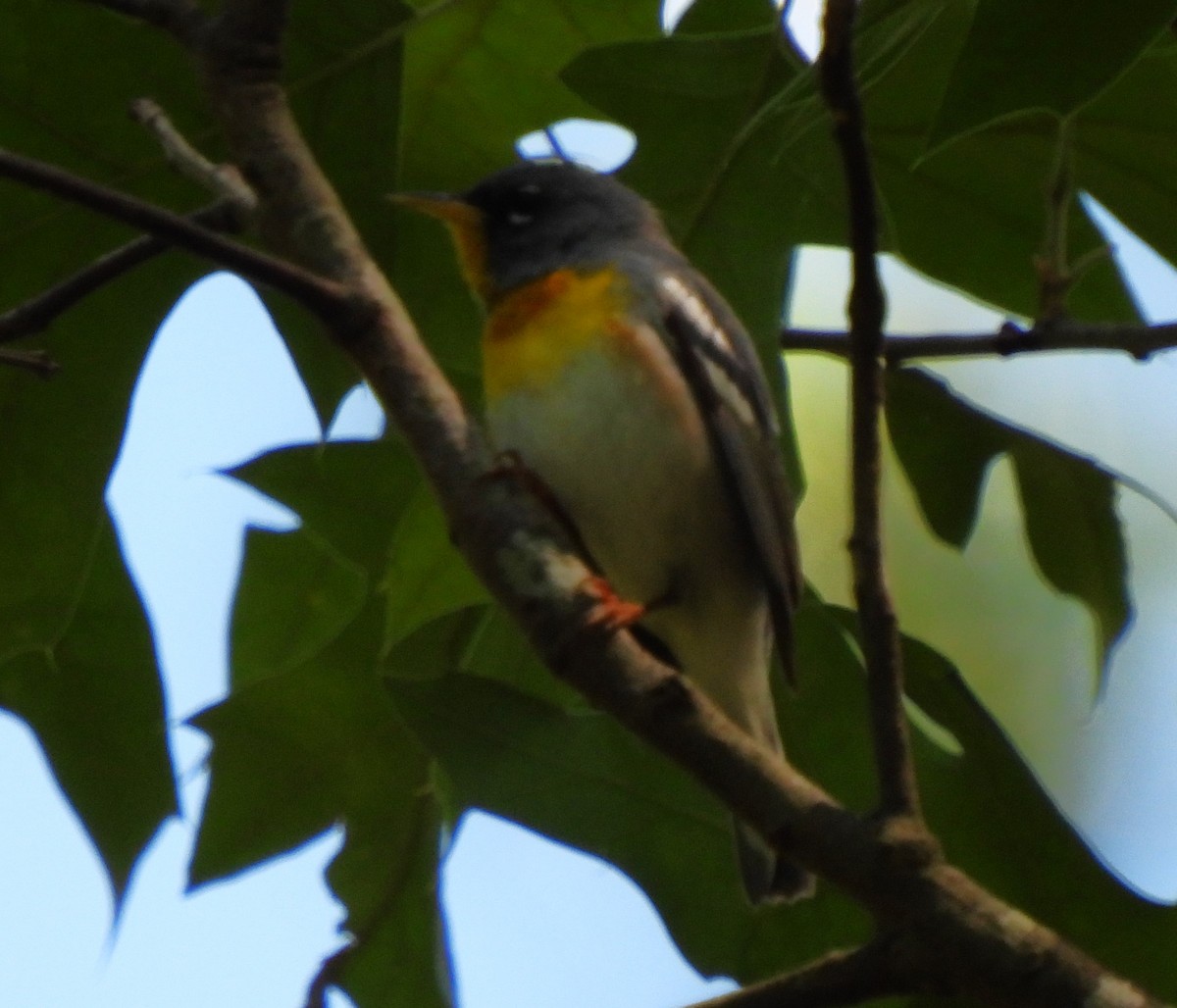 Northern Parula - ML620520354