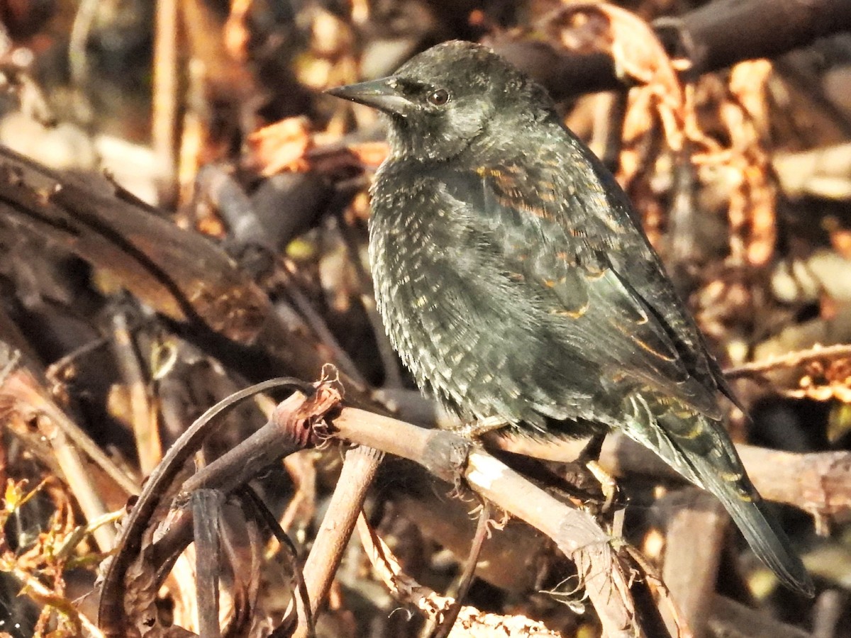 Yellow-winged Blackbird - Horacio García