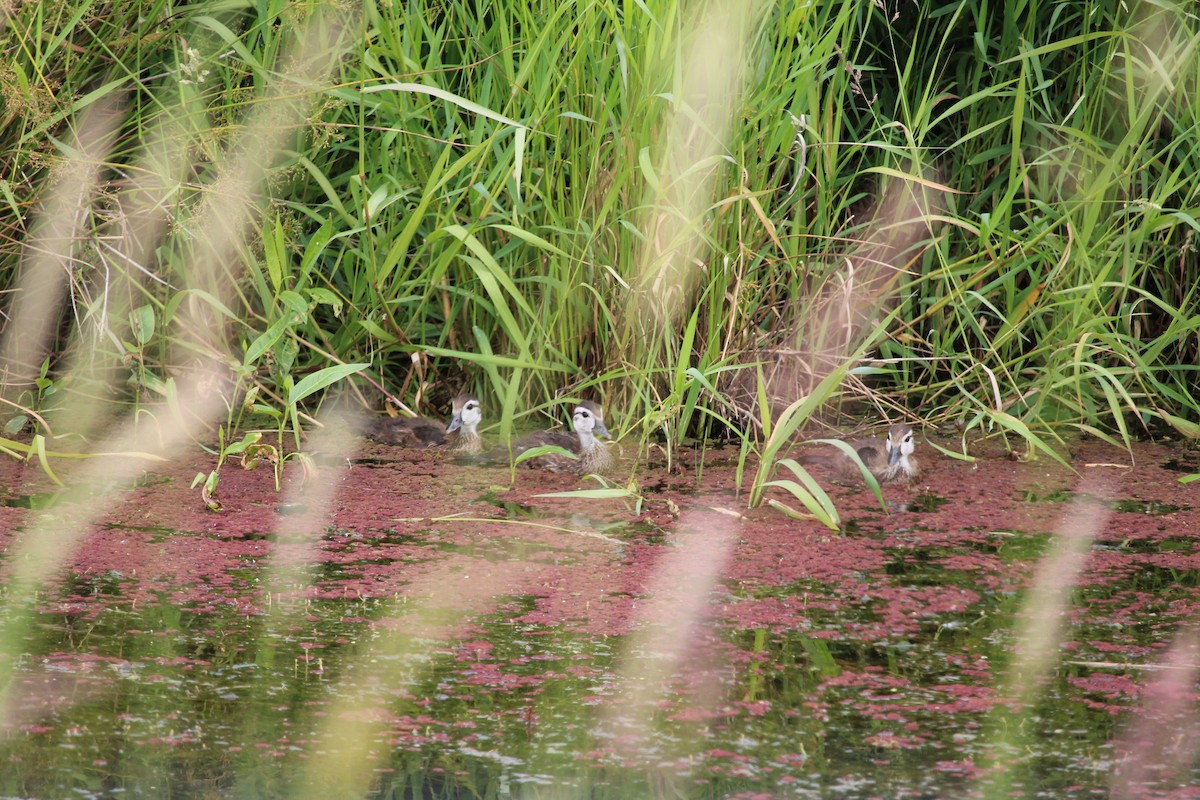 Wood Duck - ML620520362