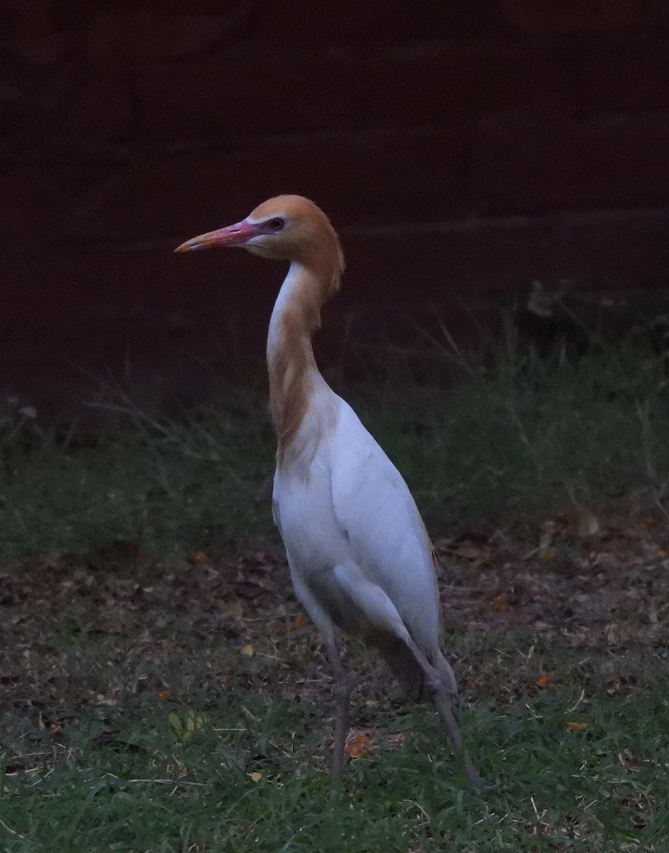 Eastern Cattle Egret - ML620520363